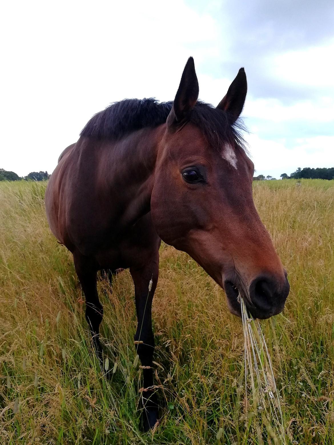 Holstener Oneida  billede 2