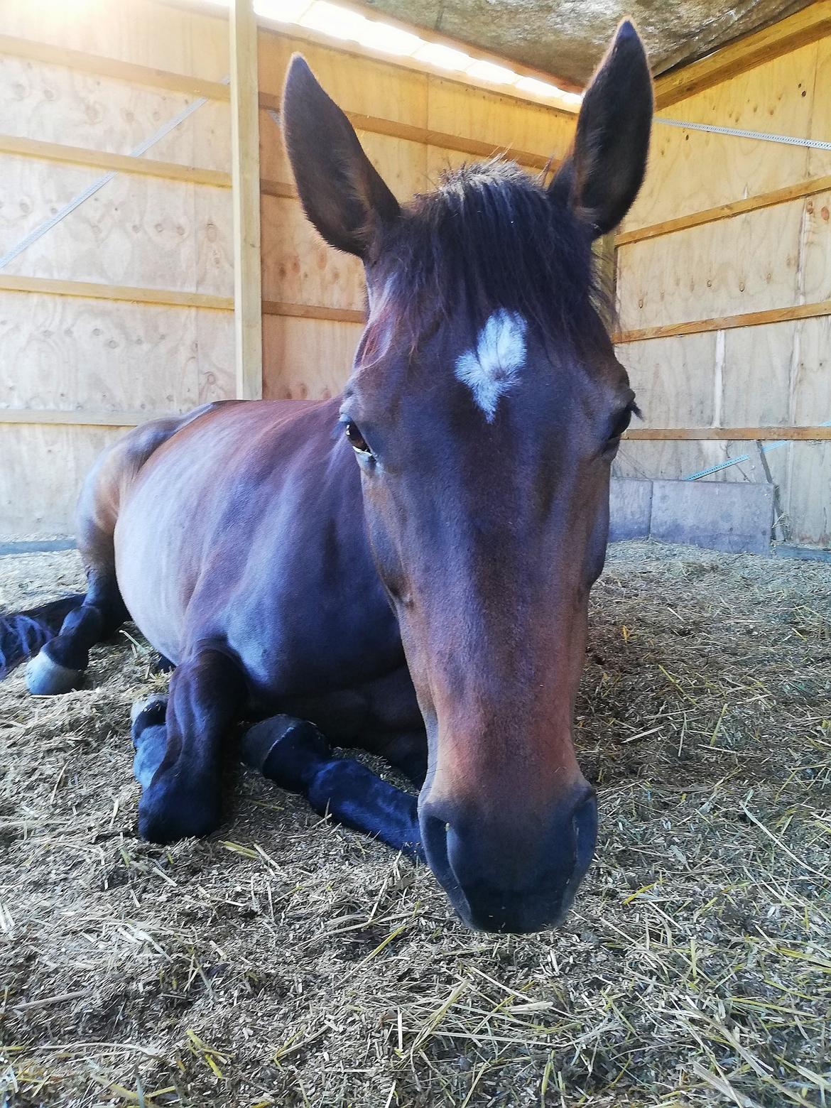 Holstener Oneida  billede 12