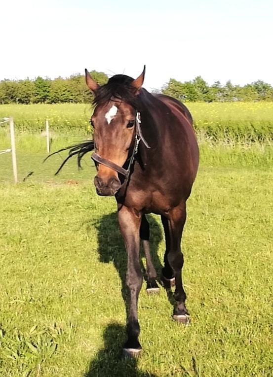 Holstener Oneida  billede 13