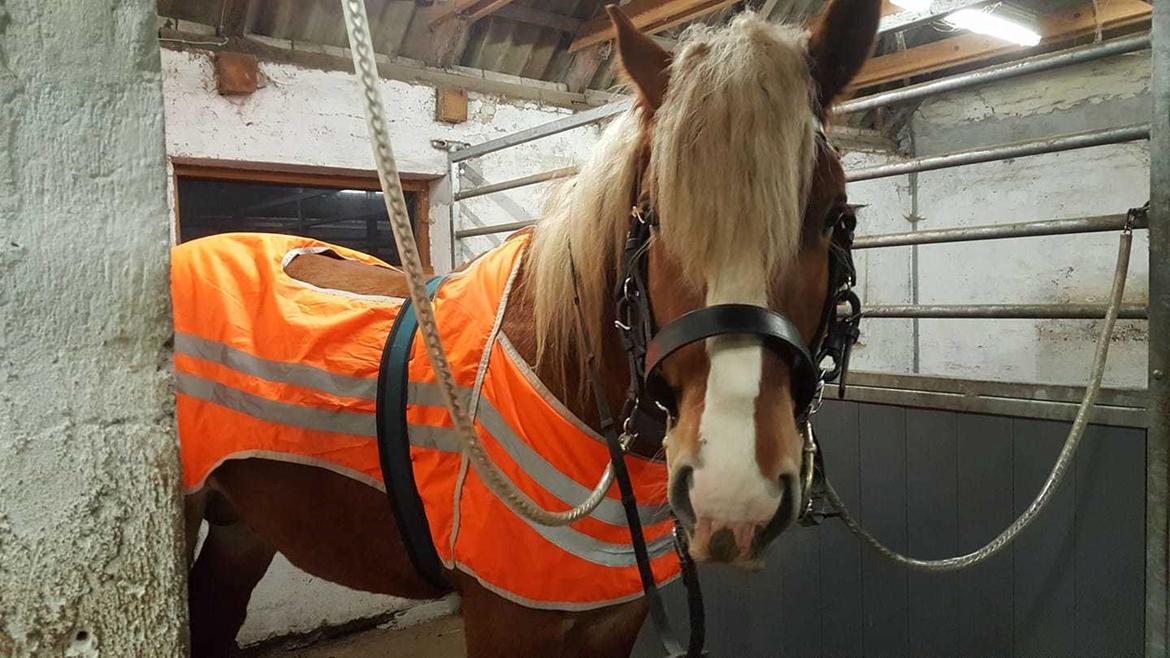 Belgier Samson af søtofte billede 14