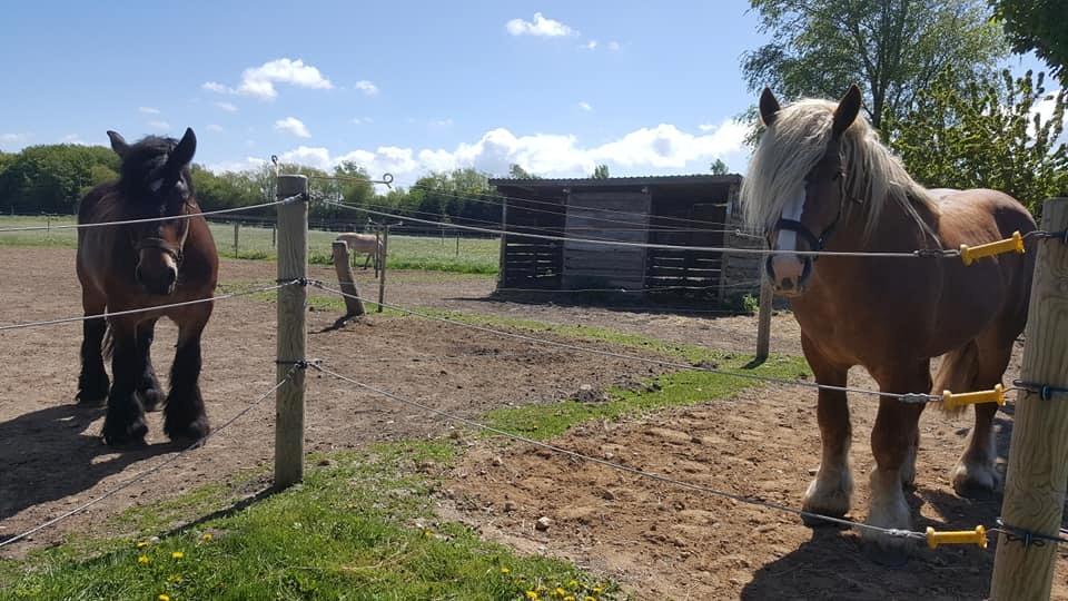 Belgier Samson af søtofte billede 15