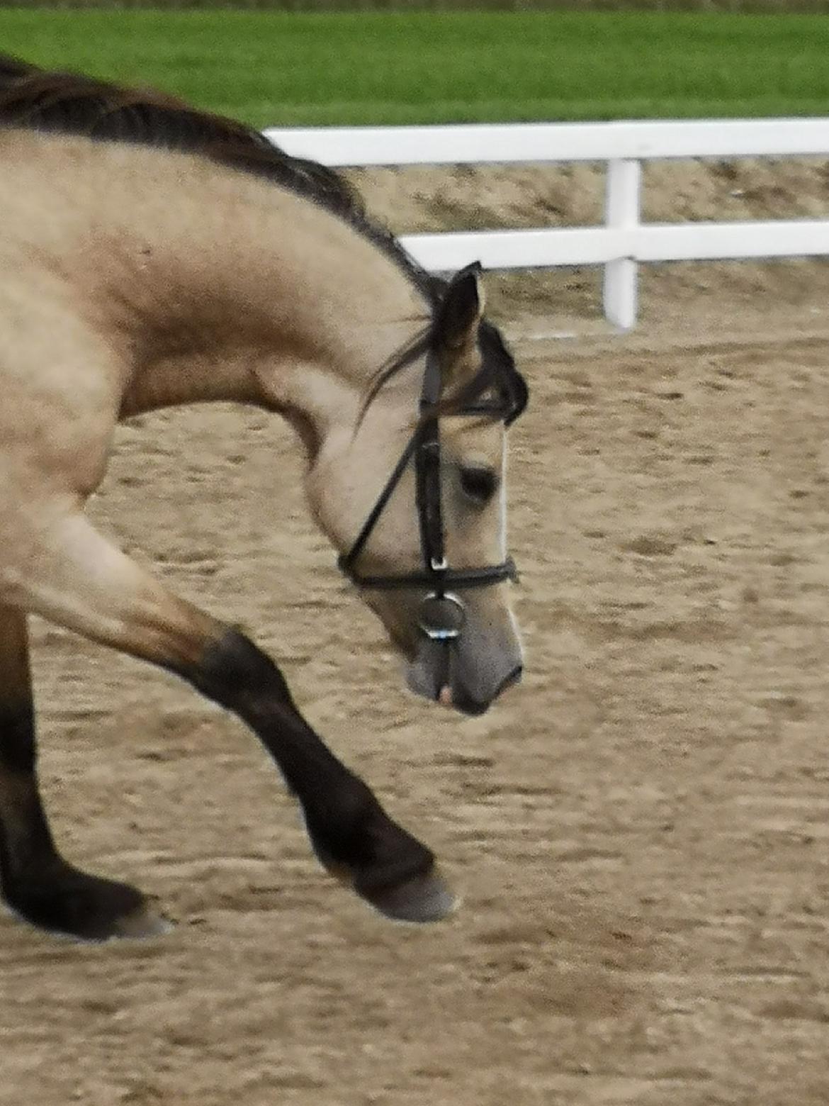 Welsh Cob (sec D) Chopins Cashmere *Himmelhest billede 13