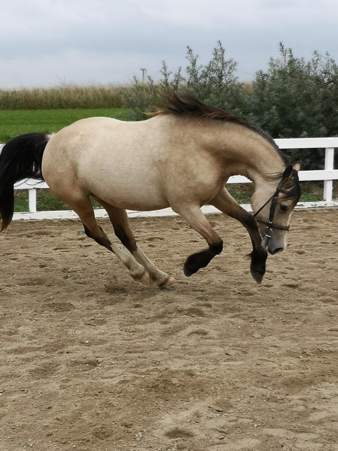 Welsh Cob (sec D) Chopins Cashmere *Himmelhest billede 14