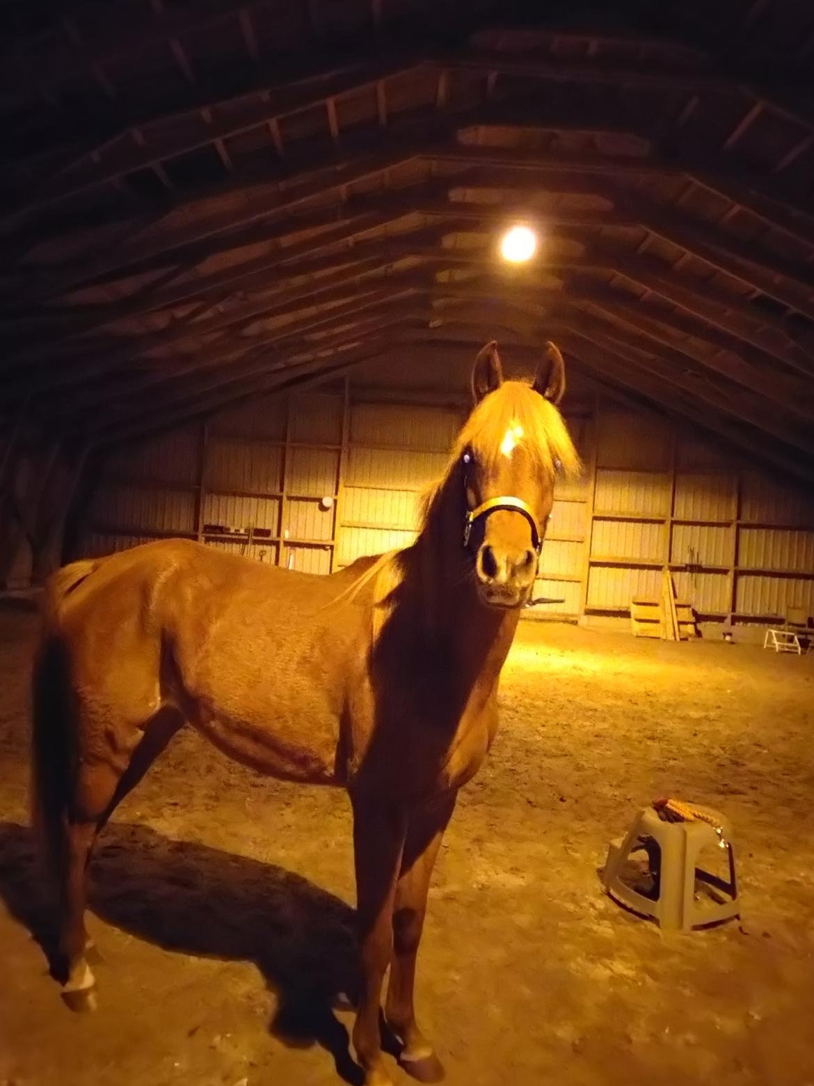 Arabisk fuldblod (OX) Rastox Nokima OX *SOLGT* billede 14