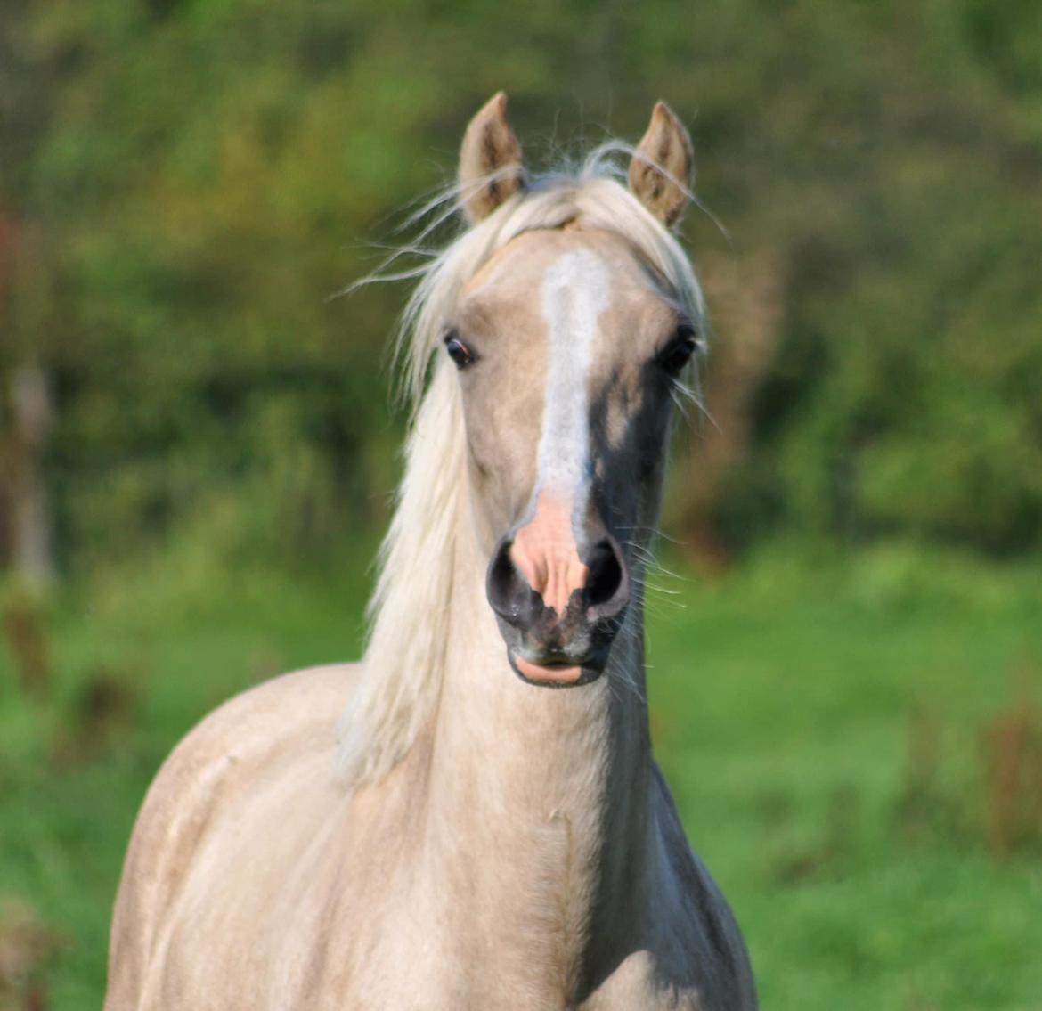 Welsh Cob (sec D) Dyffryncothi Blodwen billede 3