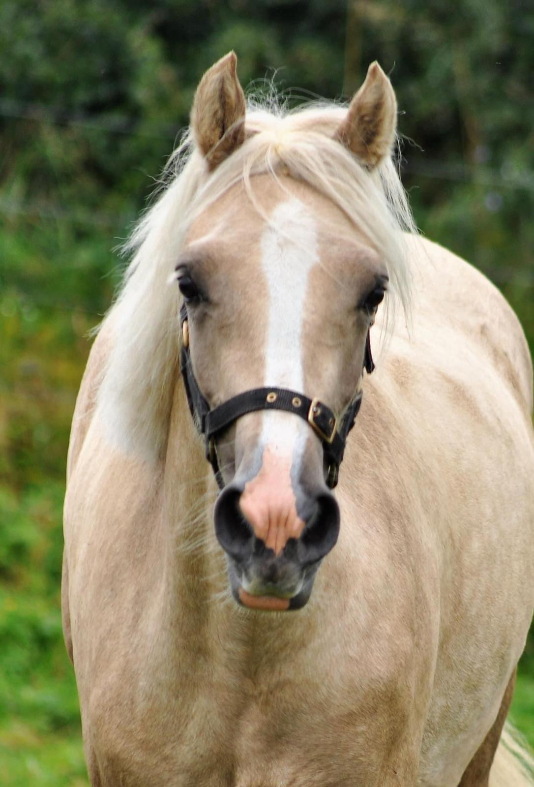 Welsh Cob (sec D) Dyffryncothi Blodwen billede 7