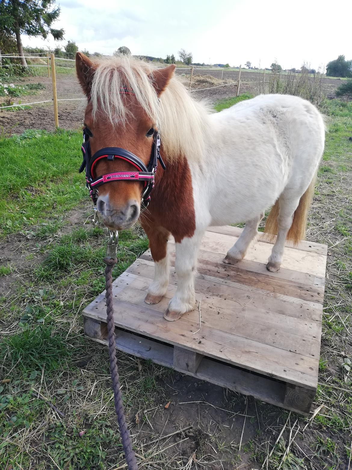 Miniature Hope (Sofie)  billede 6