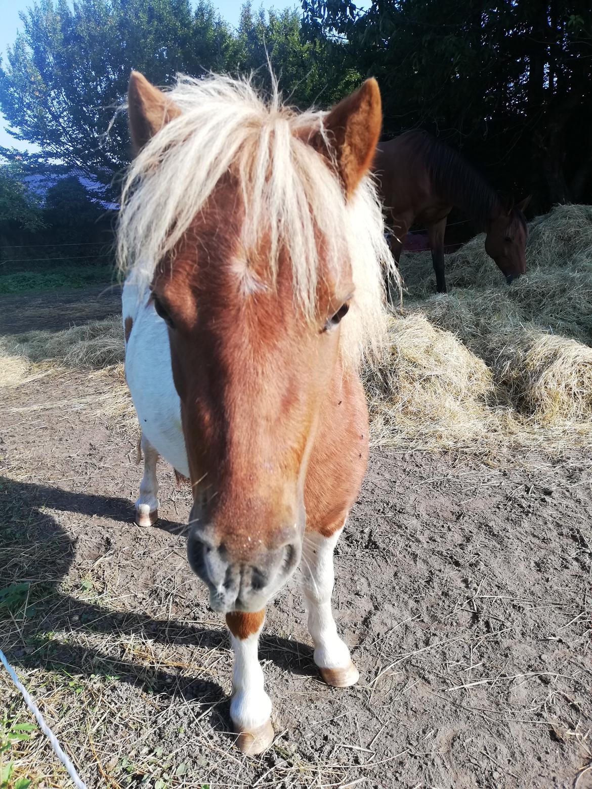 Miniature Hope (Sofie)  billede 7