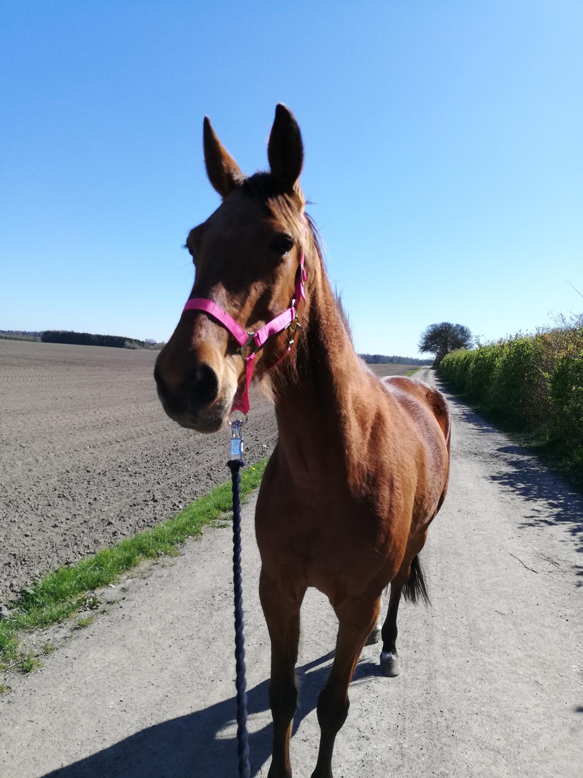 Traver Baby Princess (SOLGT)  billede 1