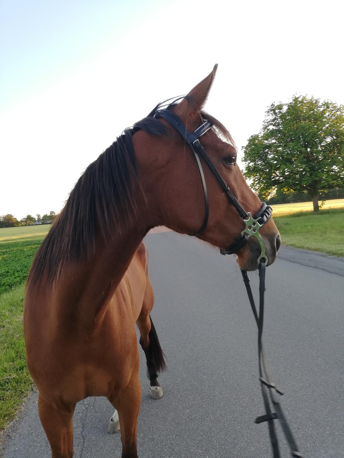 Traver Baby Princess (SOLGT)  billede 2