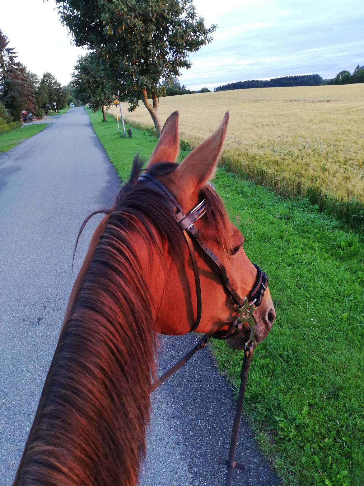 Traver Baby Princess (SOLGT)  billede 4