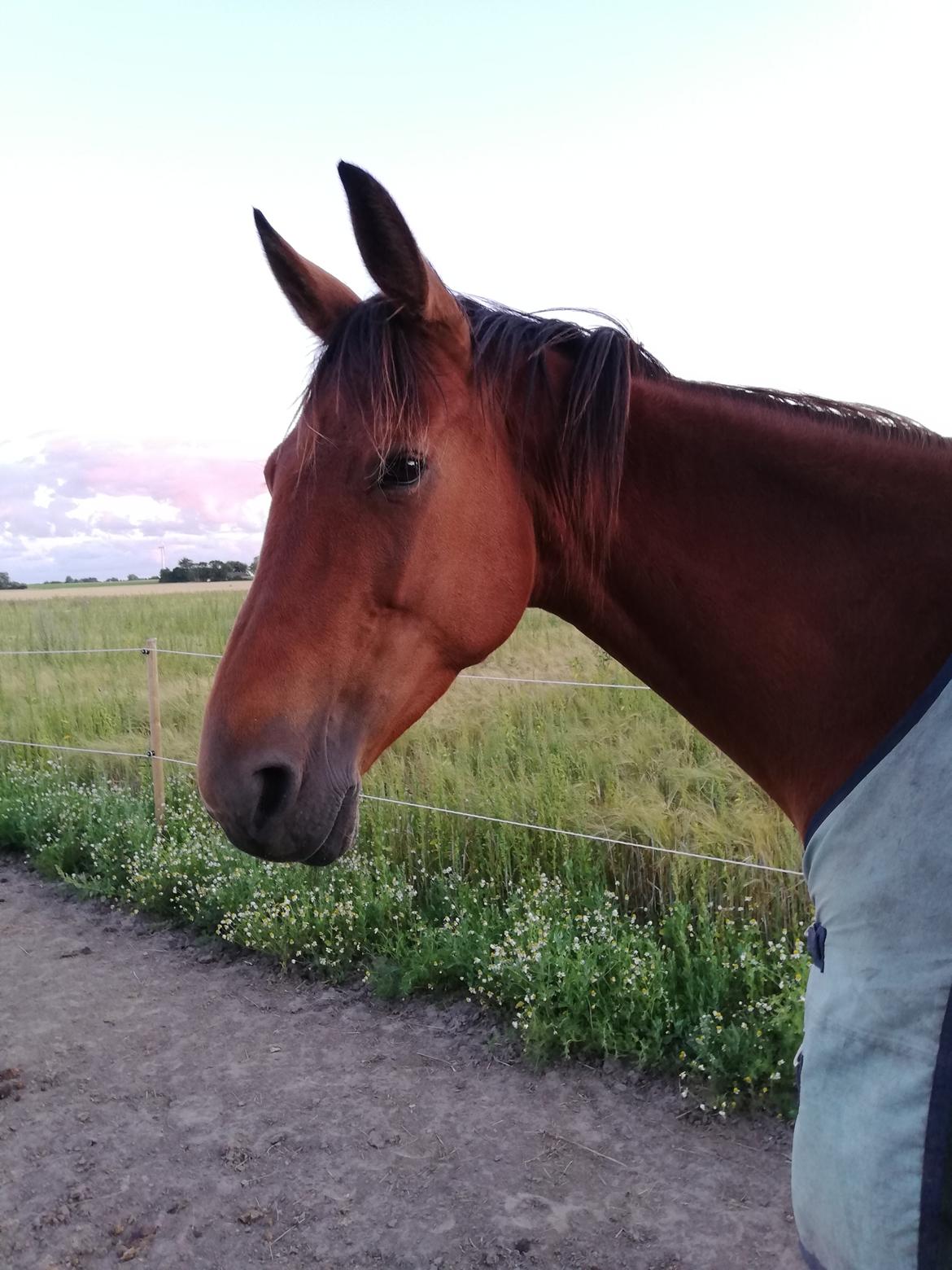 Traver Baby Princess (SOLGT)  billede 5