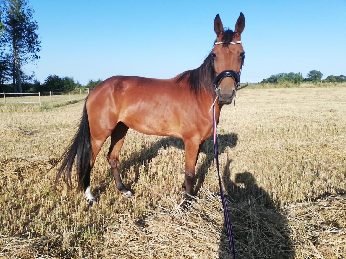 Traver Baby Princess (SOLGT)  billede 6