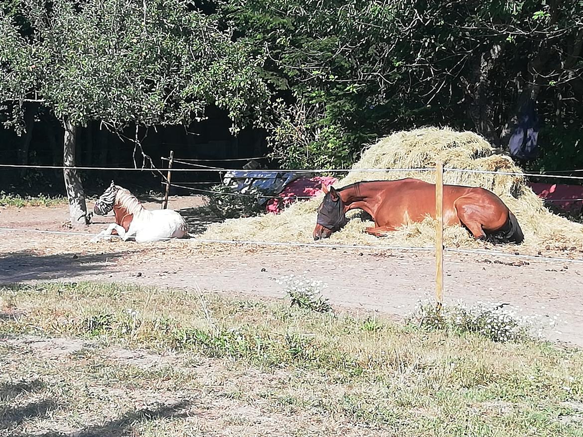 Traver Baby Princess (SOLGT)  billede 7