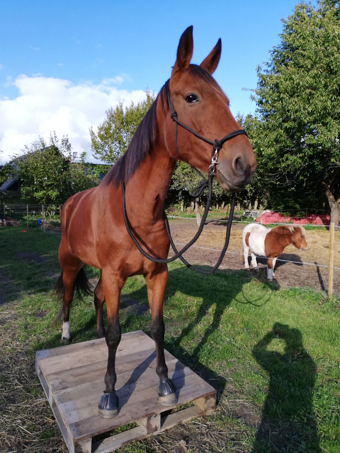 Traver Baby Princess (SOLGT)  billede 8