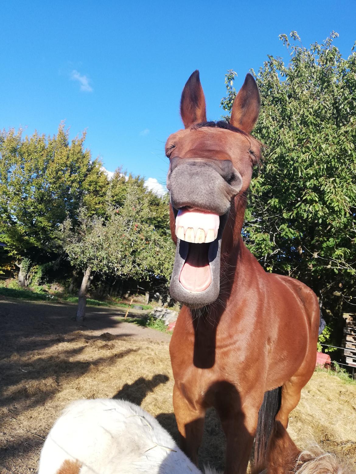 Traver Baby Princess (SOLGT)  billede 9