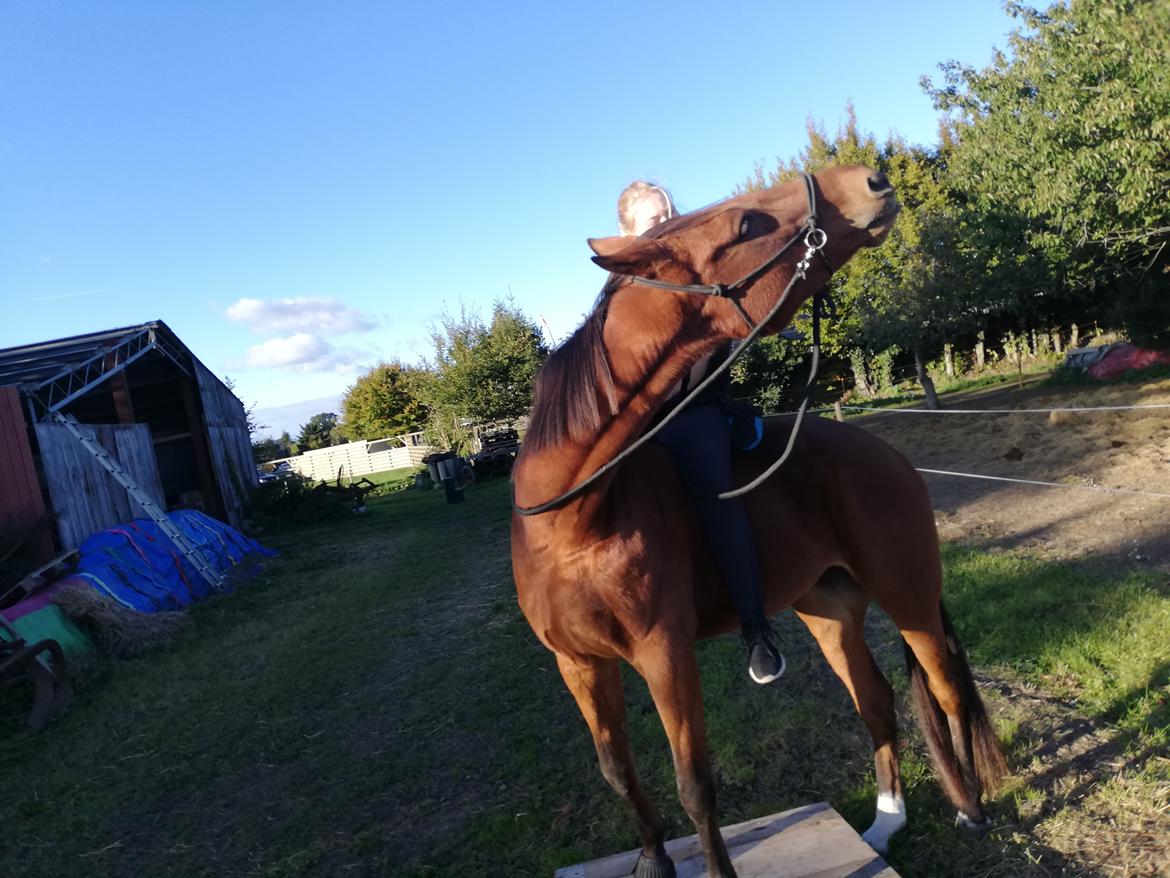 Traver Baby Princess (SOLGT)  billede 11