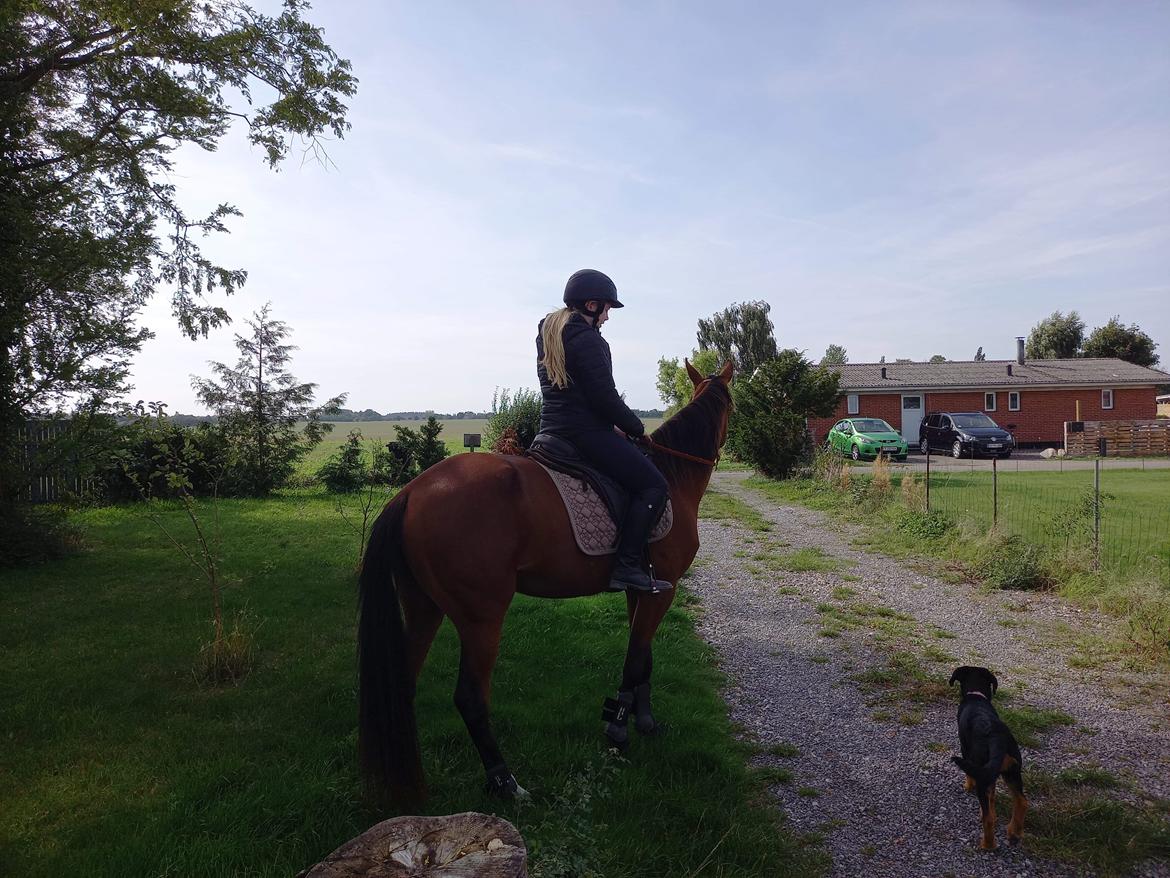 Traver Baby Princess (SOLGT)  billede 12