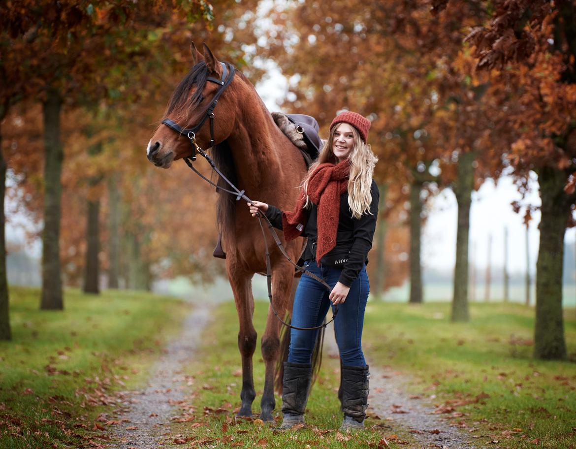 Arabisk fuldblod (OX) Tayisha Van Charm ox  billede 3