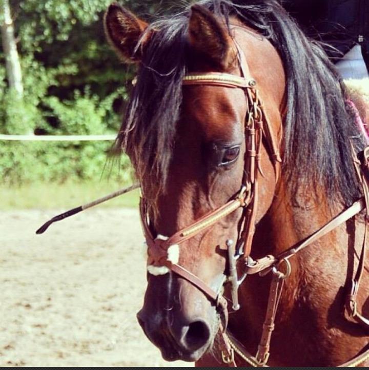 Anden særlig race Lucy Lou (Tidligere part)  - The most beautiful pony in the whole world! :-* billede 17