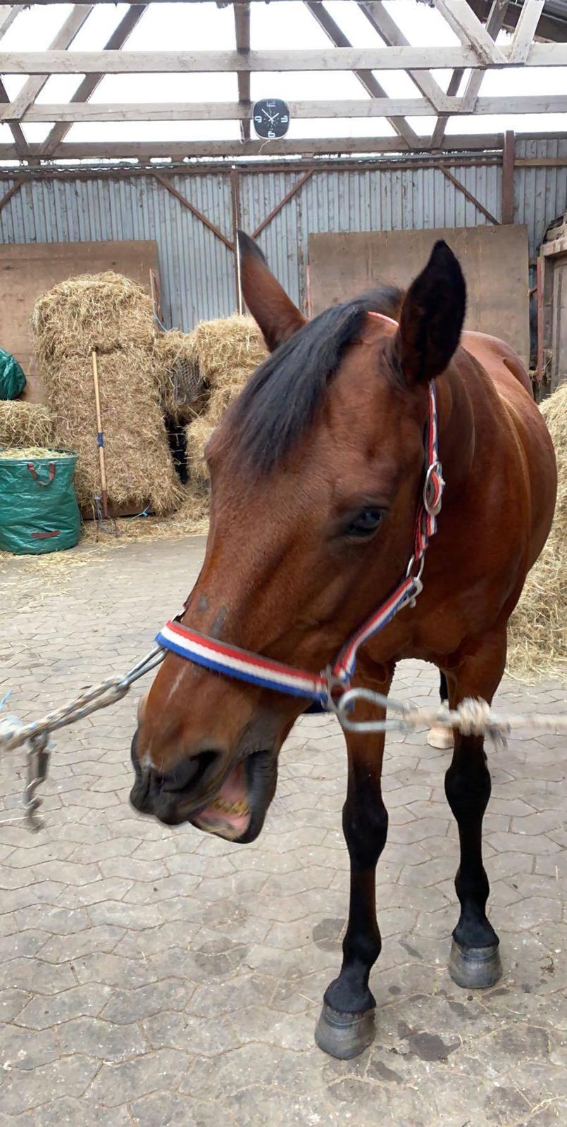 DSP Boliviano (Cas) billede 7