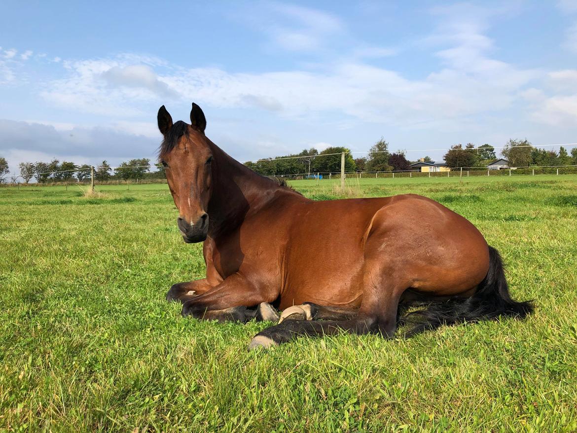 DSP Boliviano (Cas) billede 9