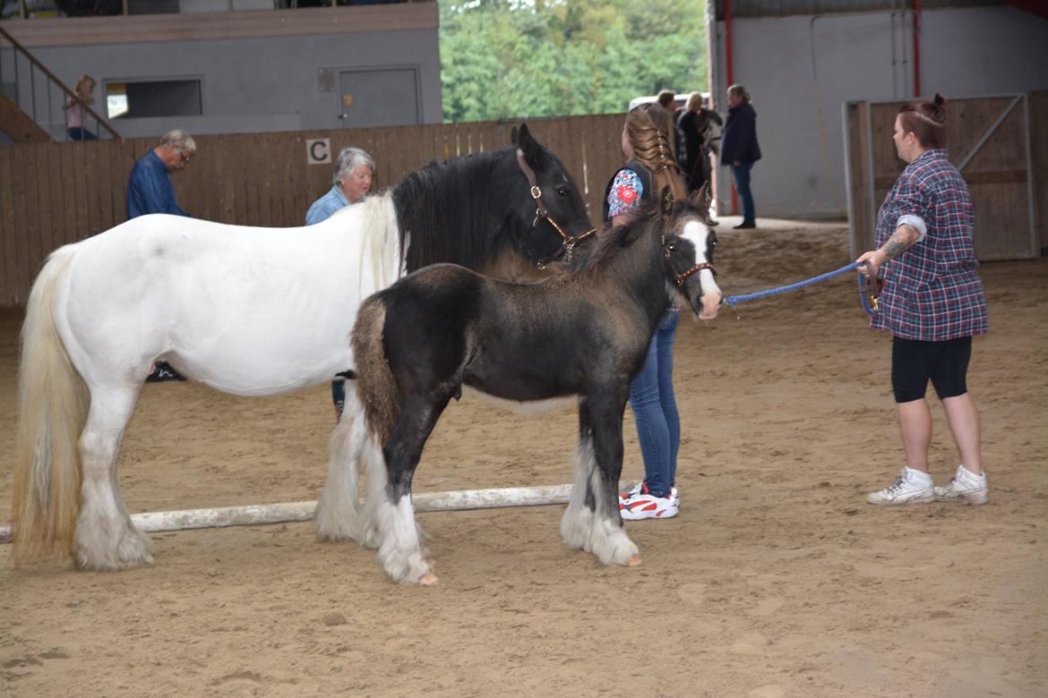 Irish Cob Bargums Hannibal  billede 3