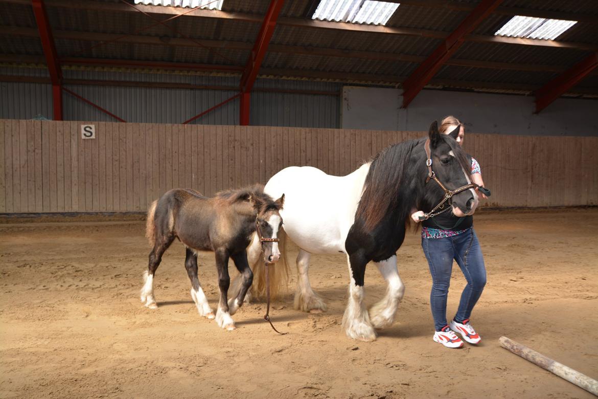 Irish Cob Bargums Hannibal  billede 4