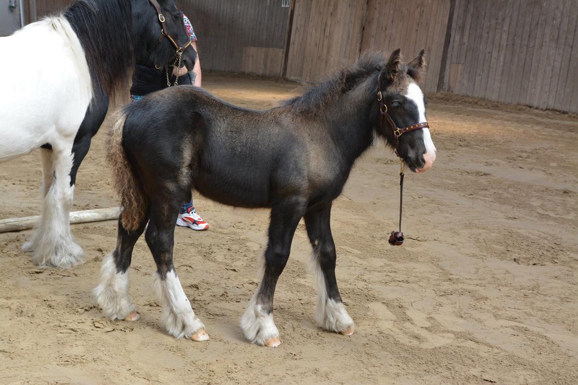 Irish Cob Bargums Hannibal  billede 6