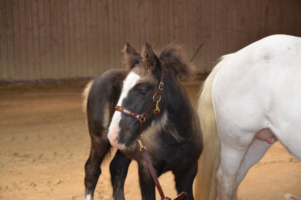 Irish Cob Bargums Hannibal  billede 5