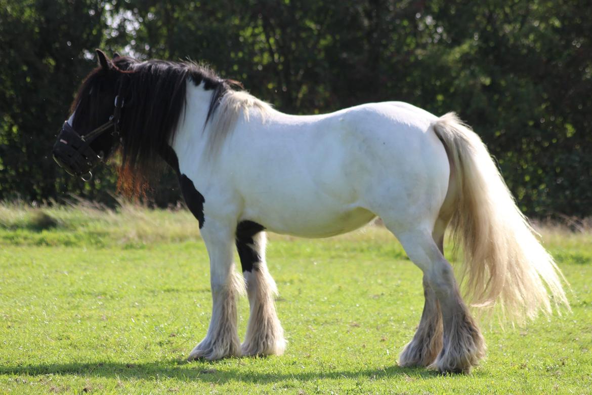 Irish Cob Indie billede 22