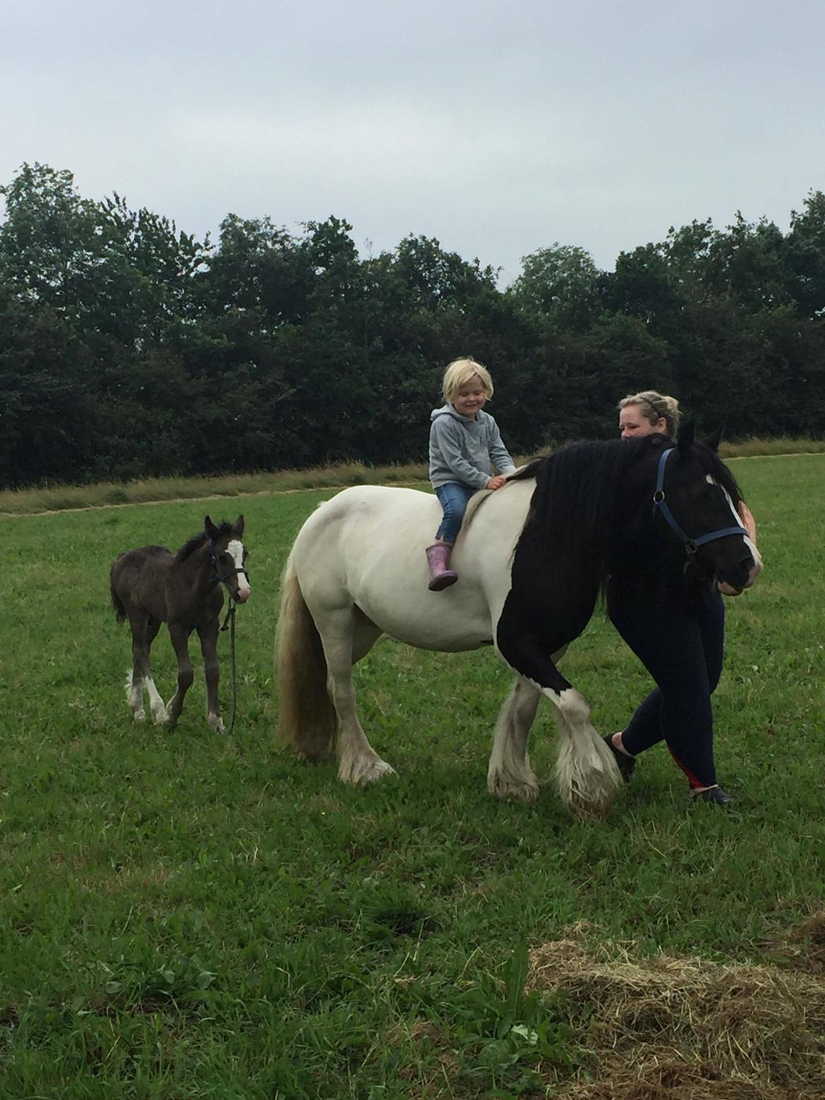 Irish Cob Indie billede 24