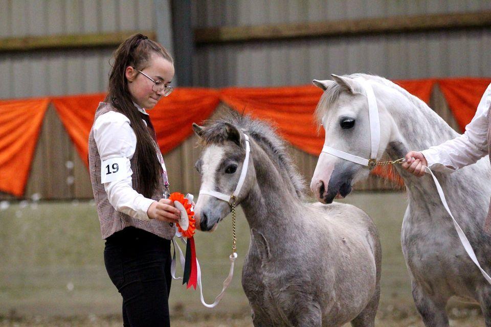 Welsh Mountain (sec A) Hulda Mystic Khaleesi billede 1