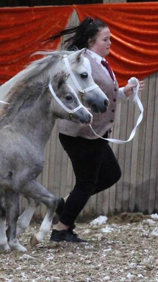 Welsh Mountain (sec A) Hulda Mystic Khaleesi billede 2