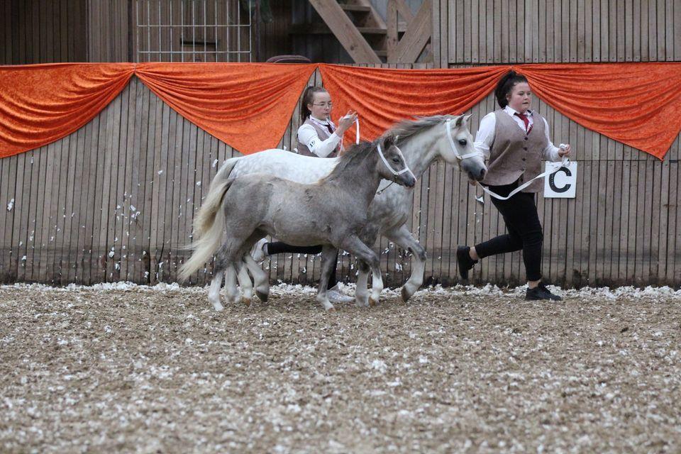 Welsh Mountain (sec A) Hulda Mystic Khaleesi billede 3