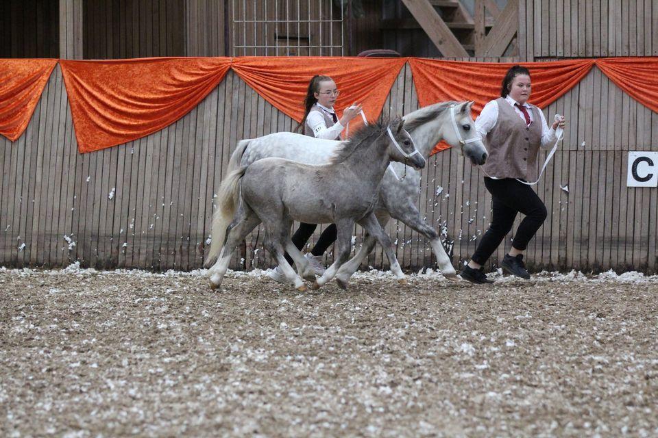 Welsh Mountain (sec A) Hulda Mystic Khaleesi billede 4