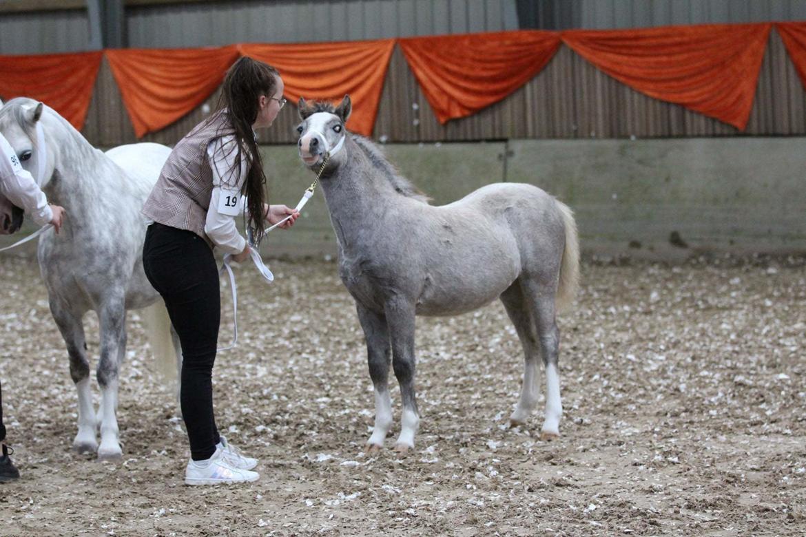 Welsh Mountain (sec A) Hulda Mystic Khaleesi billede 5