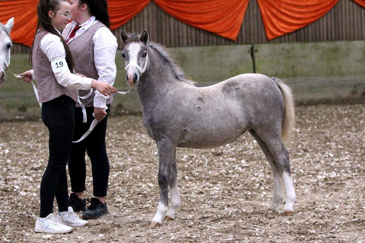 Welsh Mountain (sec A) Hulda Mystic Khaleesi billede 6