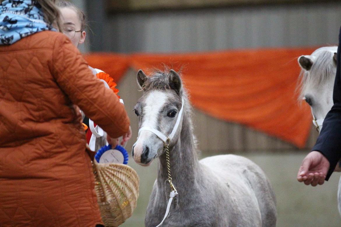 Welsh Mountain (sec A) Hulda Mystic Khaleesi billede 7