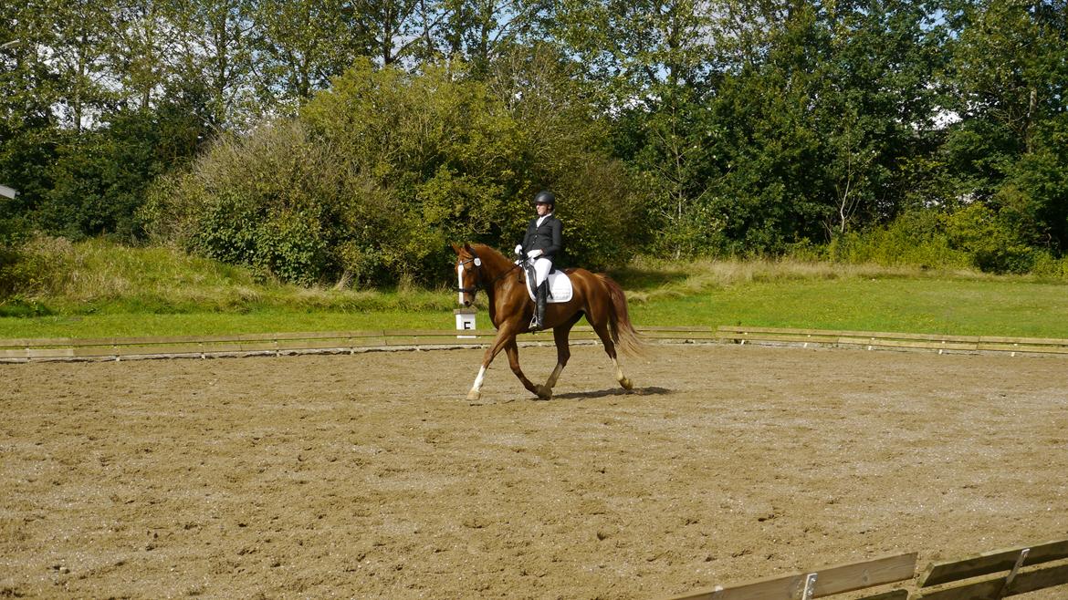 Frederiksborg Hedevangs viva billede 11