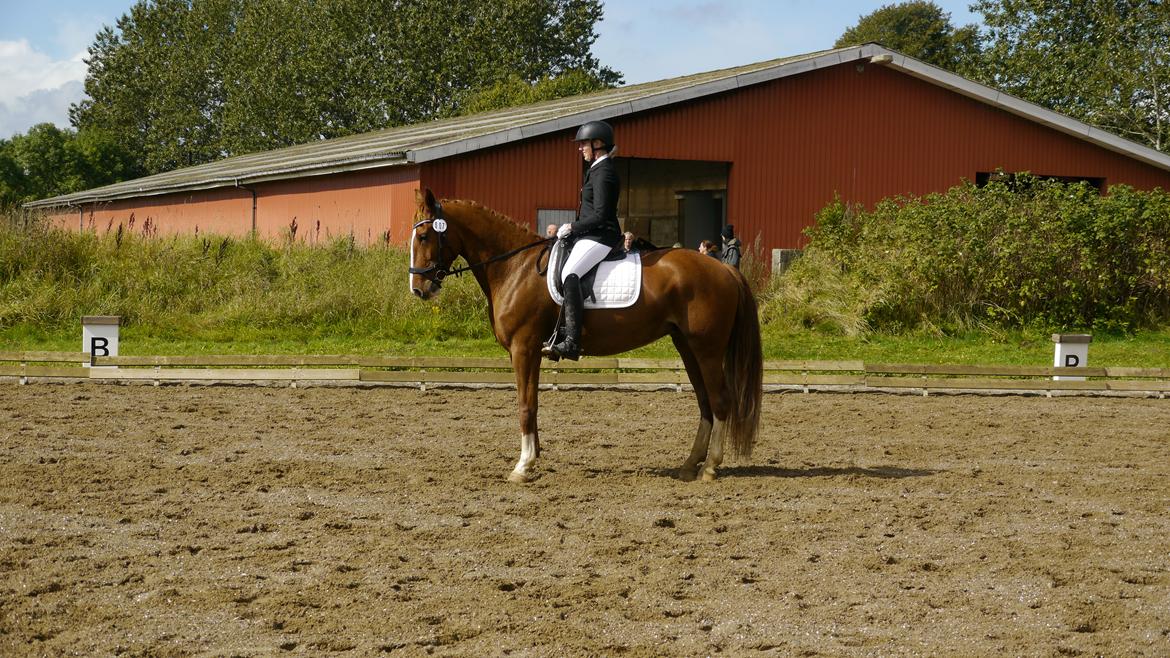 Frederiksborg Hedevangs viva billede 12