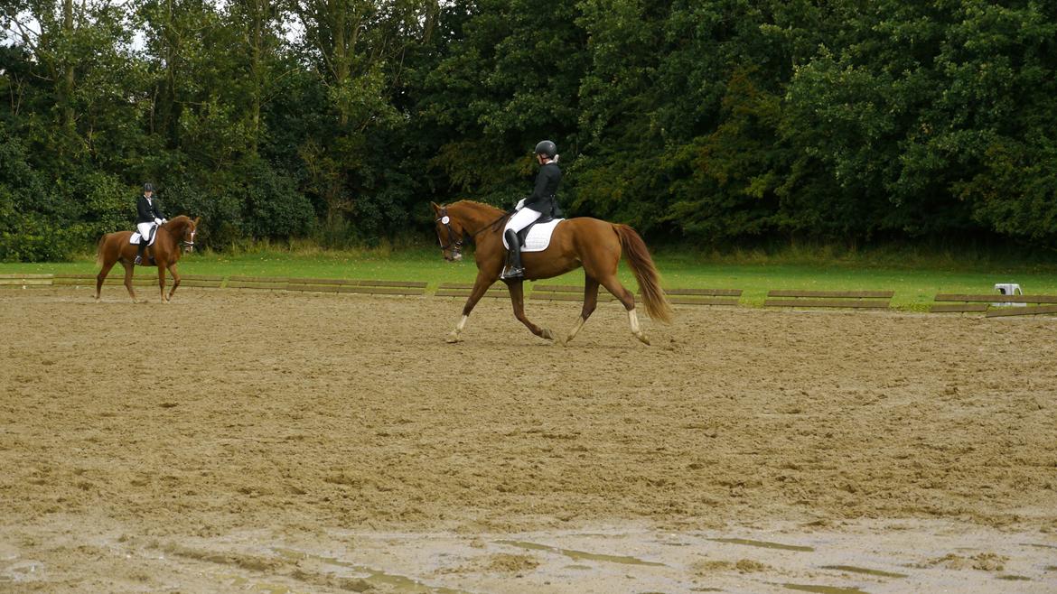 Frederiksborg Hedevangs viva billede 14