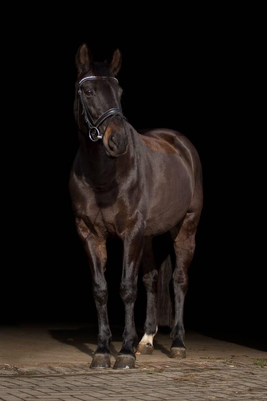 Holstener Iris von Harknag billede 1