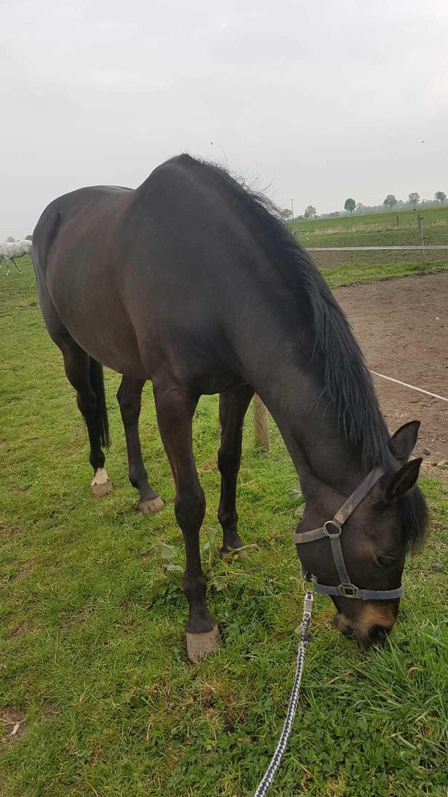 Holstener Iris von Harknag billede 3