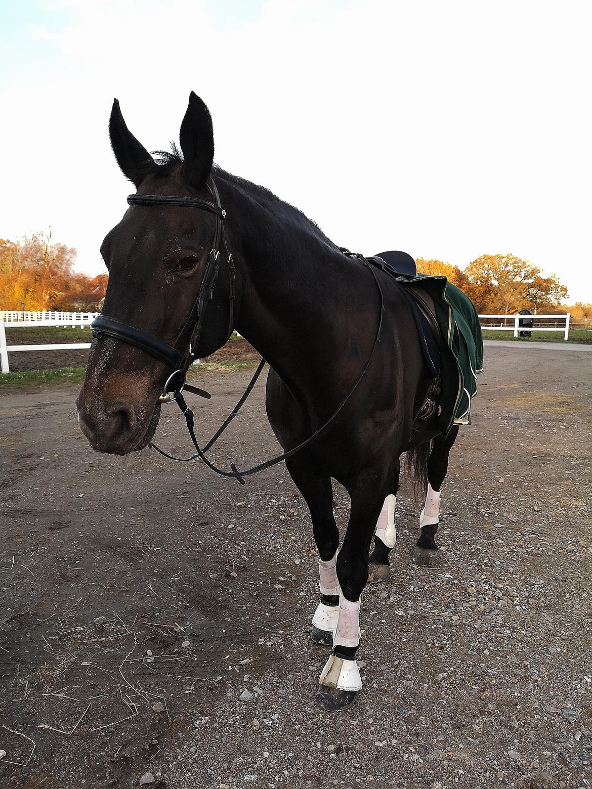 Oldenborg I Armani billede 1