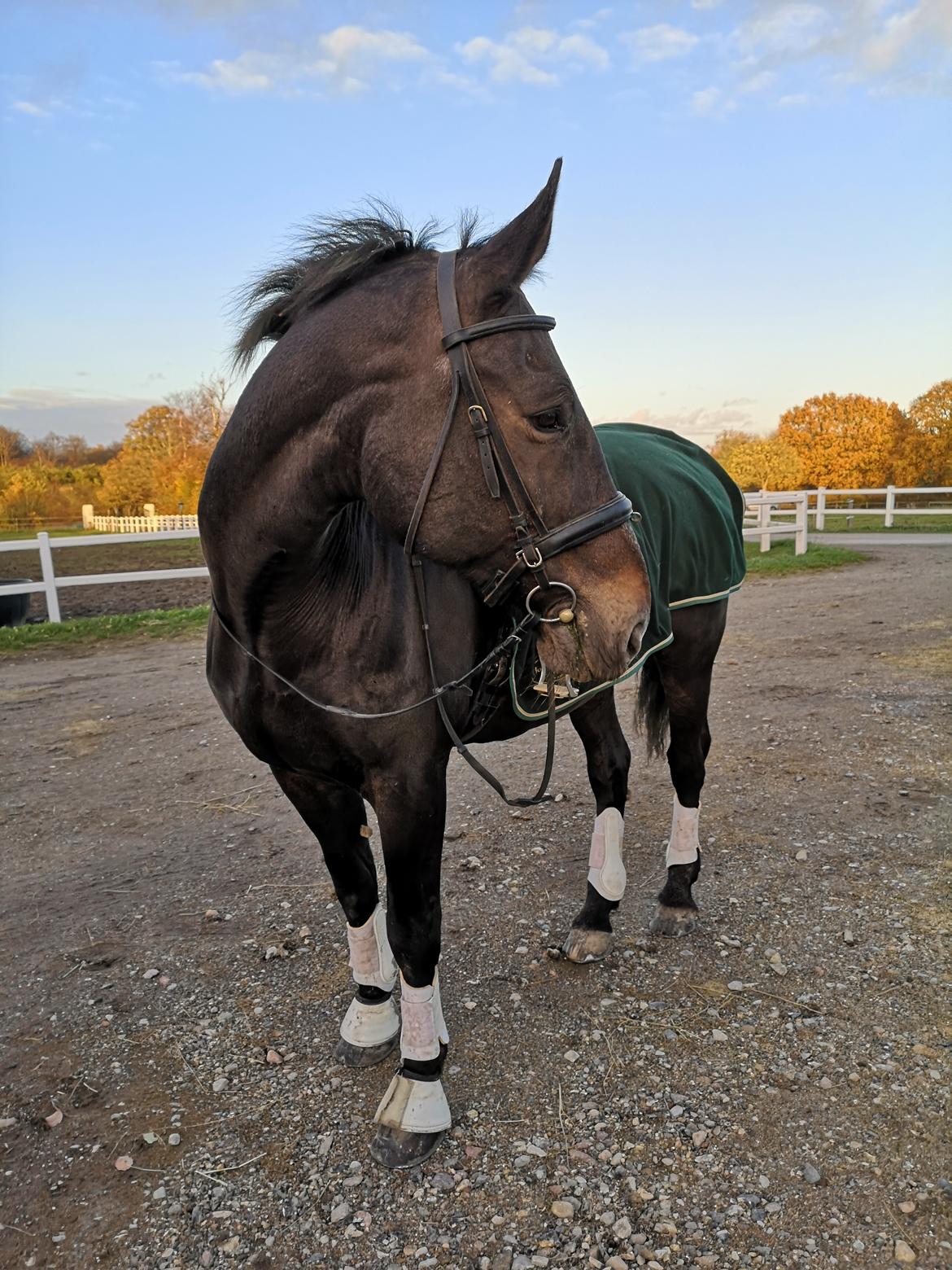 Oldenborg I Armani billede 3