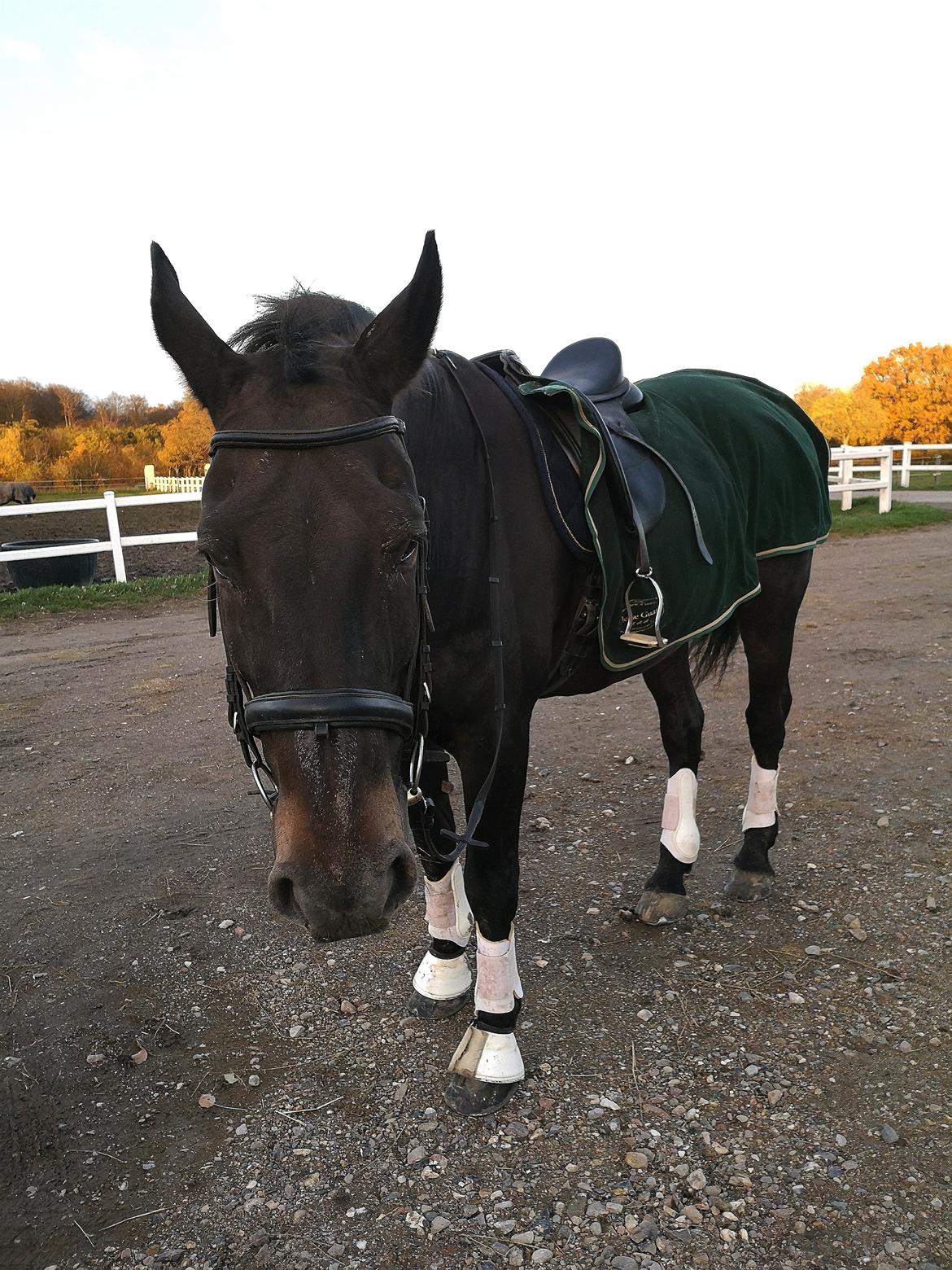 Oldenborg I Armani billede 2