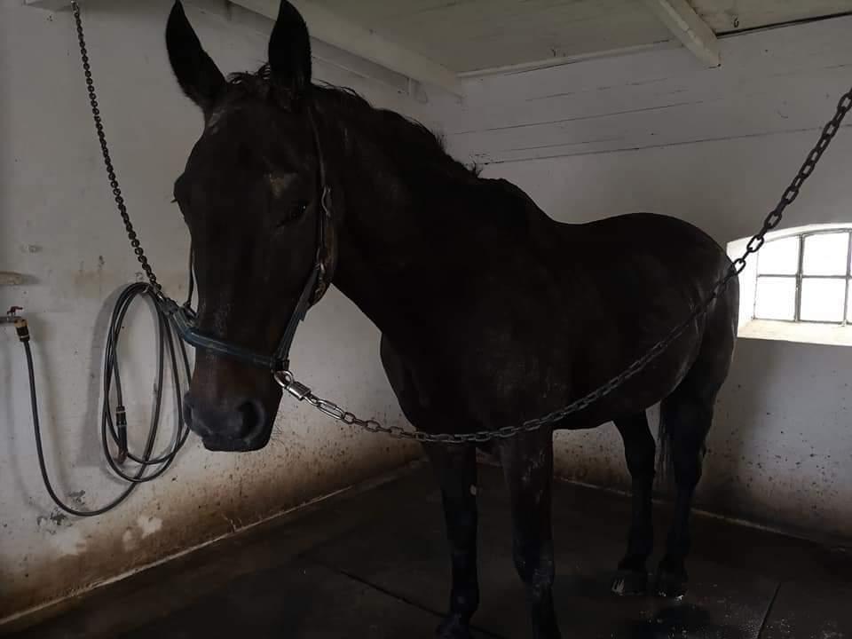 Oldenborg I Armani billede 19