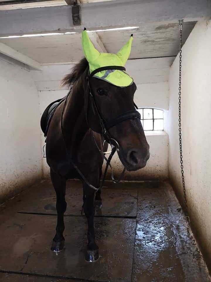 Oldenborg I Armani billede 13