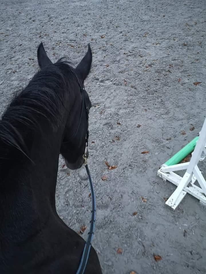 Oldenborg I Armani billede 5